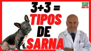 Te explico los 🔴 3  3 TIPOS DE SARNA en Perros 🔴 Ácaros en PERROS 🔴 Síntomas y Tratamiento [upl. by Gierk]