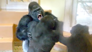 Gorilla Big Fight Silverback Is Angry Toward His Son  The Shabani Group [upl. by Blasien]