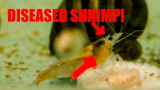 Common Shrimp Disease Discussion and Treatment Protocol [upl. by Nema]