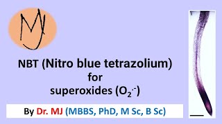 Nitro blue tetrazolium NBT staining Arabidopsis roots stress DoctorTutors [upl. by Lurie]