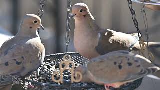 A basketful of mourning doves [upl. by Innavoij463]