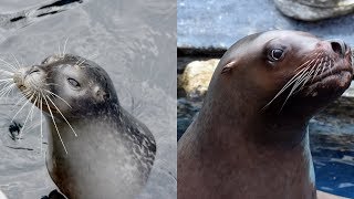 How To Tell The Difference Between Seals And Sea Lions [upl. by Fink]