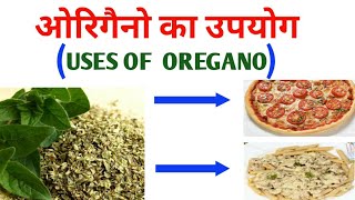 OREGANO  ओरिगैनो  IN HINDI  USES AND HEALTH BENEFITS by JATIN NAGI EDU PILLAR [upl. by Stephanie136]