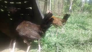 Young Murphy Whitehackle pullets [upl. by Rabbaj]