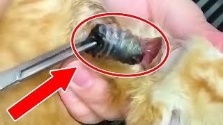 WARNING CAT BOTFLY Removal Compilation  Rescue Cat Larva Botfly Extraction [upl. by Latsyrc128]