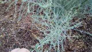 Palo Verde Underrated Arizona State Tree why the humble Palo Verde is the perfect desert tree [upl. by Marcos]