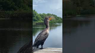 Cormorant Throat Fluttering at Green Cay Wetlands in Boynton Beach Florida [upl. by Aliakam]