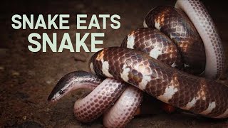 RARE FOOTAGE  SNAKES FIGHT TO THE DEATH [upl. by Eulau]