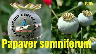 poppyPapaver somniferum [upl. by Dranoc]