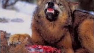 Impressionnante attaque chien vs loup [upl. by Norvol232]