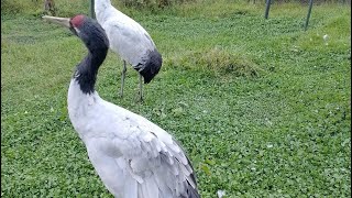 Black neck crane 🐧🦩 bhutan travel nature blackneck [upl. by Valer]