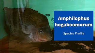 Amphilophus hogaboomorum Species Profile [upl. by Owiat]