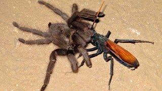 Whhen a tarantula meets its worst predator — a tarantula hawk [upl. by Cthrine987]