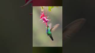 Hummingbird drinking nectar wildlife shorts [upl. by Sutphin]