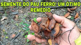 SEMENTES DO PAU FERRO UM ÓTIMO REMÉDIO [upl. by Jakie]