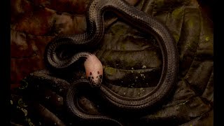 Baby Sunbeam Snake Singapore Snakes [upl. by Gnuj]