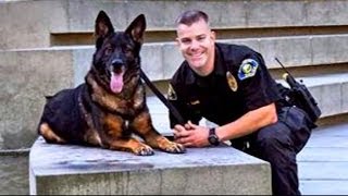 Police Dog Shot in Line of Duty Reunited with Cop  Good Morning America  ABC News [upl. by Aerdnwahs596]