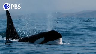 How Orcas Hunt Dolphins [upl. by Brass]