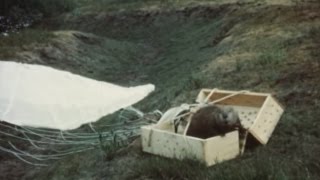 Idaho agency finds historic footage of parachuting beavers [upl. by Kurland]