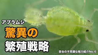 アブラムシの秘密1 〜驚異の繁殖戦略〜昆虫の不思議な魅力紹介No6 [upl. by Shiau]