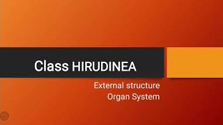 Class Hirudinea  Phylum Annelida  Leeches [upl. by Ardnnek]