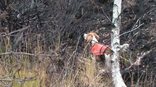 Rugdejakt med stående fuglehund [upl. by Vaules948]