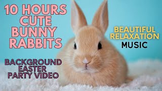 Unbelievable 10 Hour Video of Adorable Bunnies  REDUCE Stress Instantly Perfect for Easter Party [upl. by Mutz91]