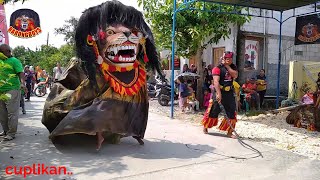 Atraksi Barongan Galak Banget Ngamuk  barongan krido budoyo live anggaswangi [upl. by Albemarle]