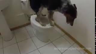 собака на унитазе  smart dog in WC [upl. by Baten]