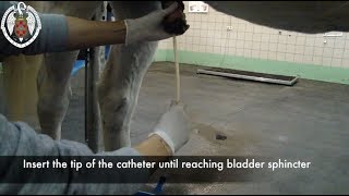 Urethral catheter placement in horses [upl. by Kirsten610]