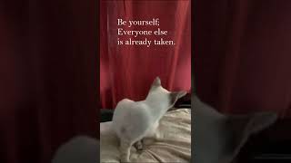 kitten and quote enjoy kitten cute kitty cutecat adorable [upl. by Allekram818]