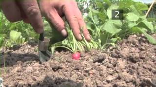 How To Grow Radishes And When To Harvest Them [upl. by Annam764]