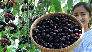 Jambolam Plum or Java Plum Recipe  Jambolan Plum Juice  Prepare by Sreypov [upl. by Durnan]