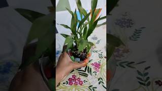 Lucky Bamboo plant shorts shortvideo viral bambooplants [upl. by Ahsap239]