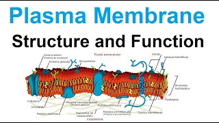 plasma membrane  structure and function  biology [upl. by Nrev]