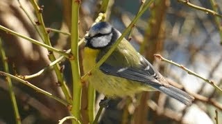 Die Blaumeise  Kleiner lebhafter und weit verbreiteter Singvogel  Faszination Tierwelt [upl. by Josias]