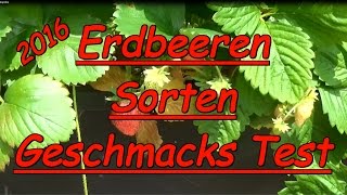 Erdbeeren Sorten Test  Geschmackstest  Meraldo Weisse Fee Waldfee Merosa Rimona Elan Erdbeere [upl. by Bertilla]