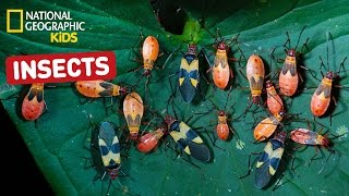 Find Out About Insects  Nat Geo Kids Insects Playlist [upl. by Wolram]