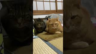 10歳猫 カメラを向けると借りてきた猫 [upl. by Lemaceon]