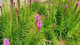 Liatris blooming in the front garden [upl. by Ydor714]