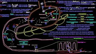 Protein  Amino Acid Metabolism Part 2 of 8  Dietary Protein Breakdown [upl. by Nylecaj900]