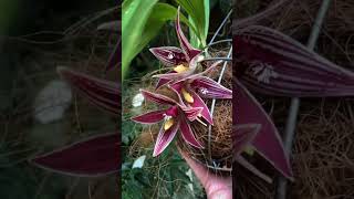 A really large and unusual orchid flower  Paphinia cristata  In a wire basket [upl. by Jobyna466]