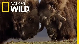 A Muskox FaceOff  Polar World [upl. by Htir314]