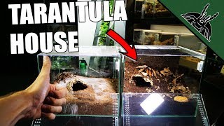 TARANTULA ENCLOSURE GUIDE [upl. by Aiseneg187]