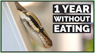 My Ball Python Hasnt Eaten in 1 Year [upl. by Okemak687]