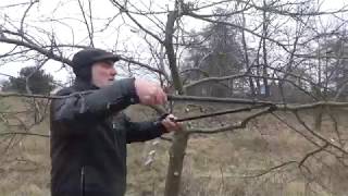 Jak przyciąć Jabłoń How to prune an apple tree [upl. by Adiana]