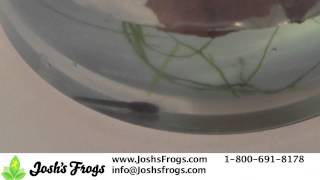 Dart Frog Tadpole Care Video [upl. by Oinoitna768]