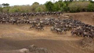 Kenya Safari  Wildebeest migration  August 2010 [upl. by Edme]