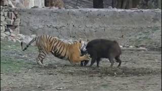 Tiger killed wild boar  Tiger Attack on wild boar and killed  Ranthambore National park [upl. by Brookner]