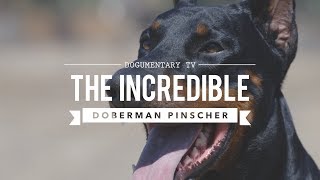 THE INCREDIBLE EUROPEAN DOBERMAN PINSCHERS [upl. by Najtsirk]